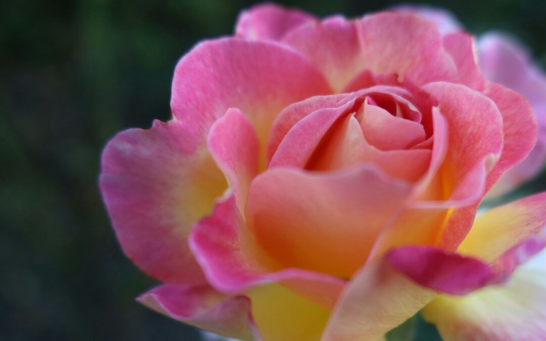 IT’S COMING: EVERYTHING YOU’VE ALWAYS WANTED